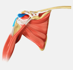 Arthroscopic Rotator Cuff Repair1